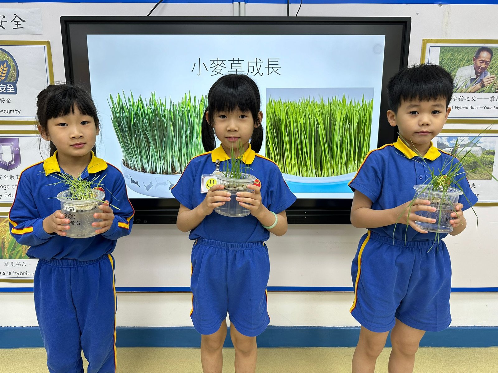 小麥草種植活動-1E.jpeg